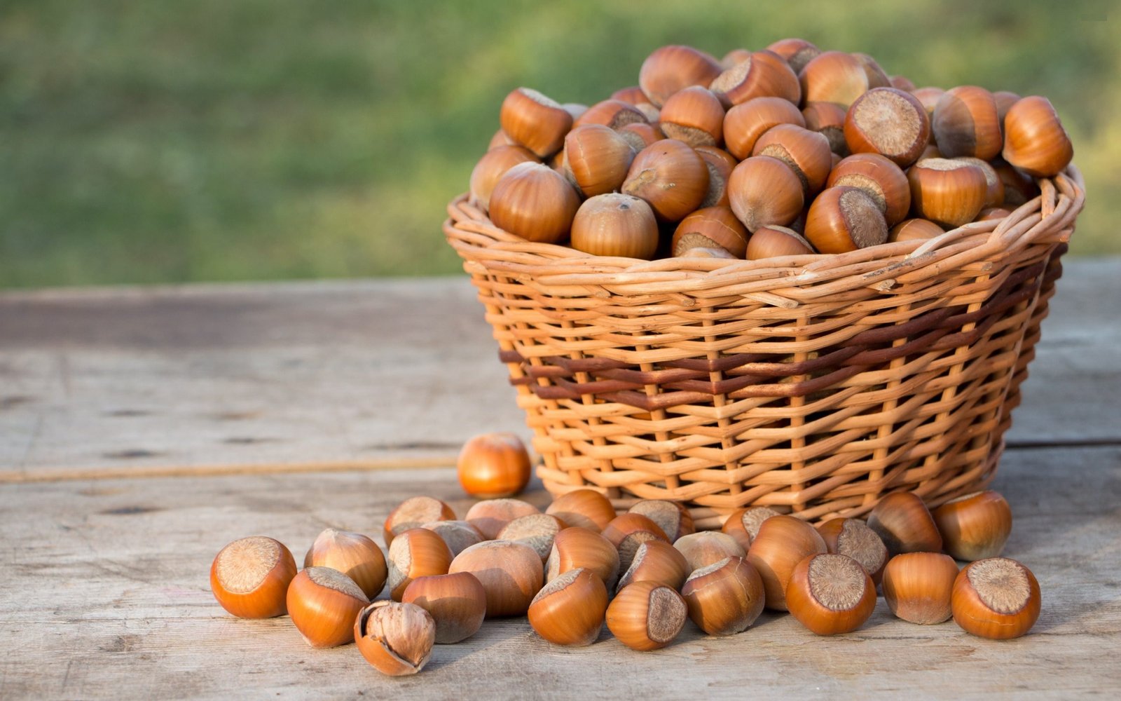 comprar avelã turca da Turquia buy turkish hazelnut from turkey